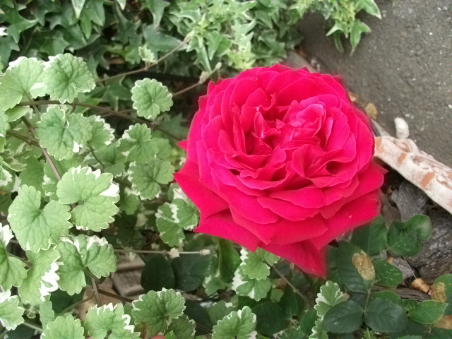 DSCF2649.jpg