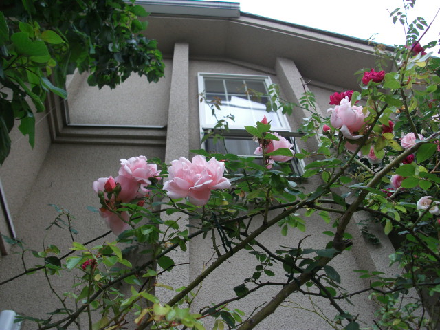 DSCF2650.jpg