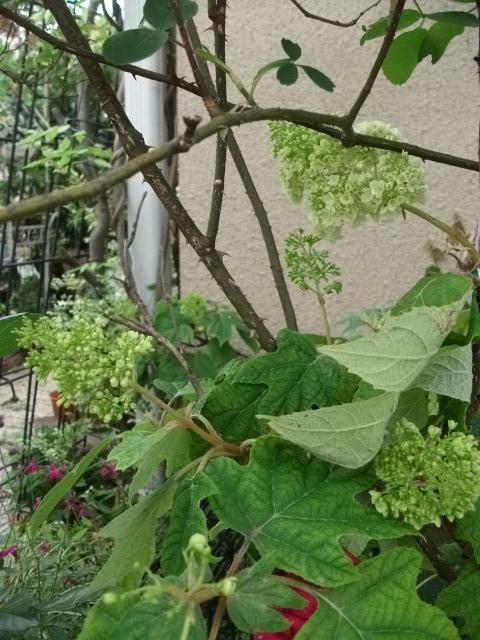 DSCF2652.jpg