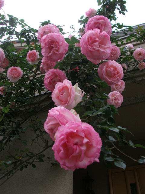 DSCF2653.jpg