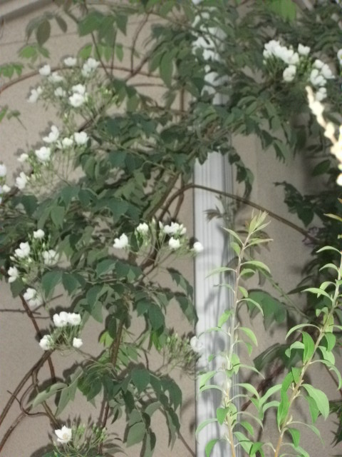 DSCF2671.jpg