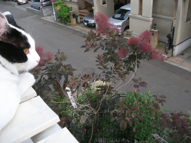 DSCF2789.jpg