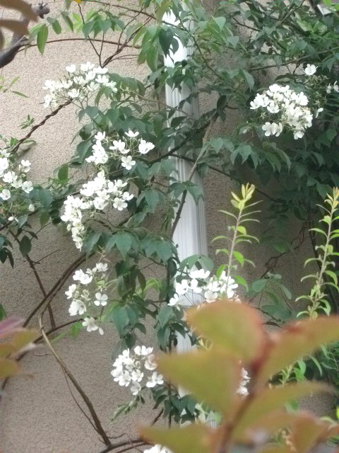DSCF2801.jpg