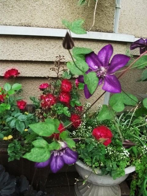 DSCF2810.jpg