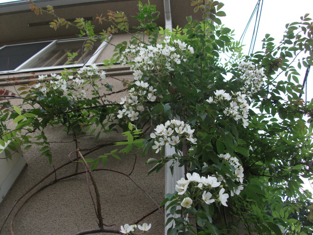 DSCF2813.jpg