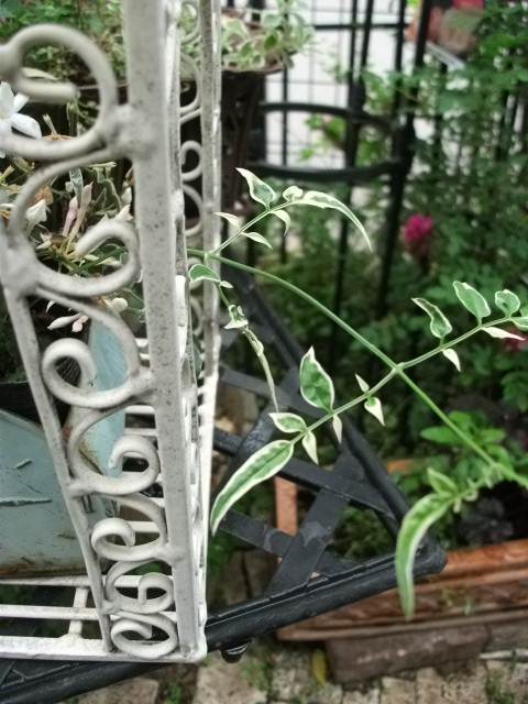 DSCF2900.jpg