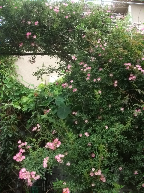 DSCF2910.jpg