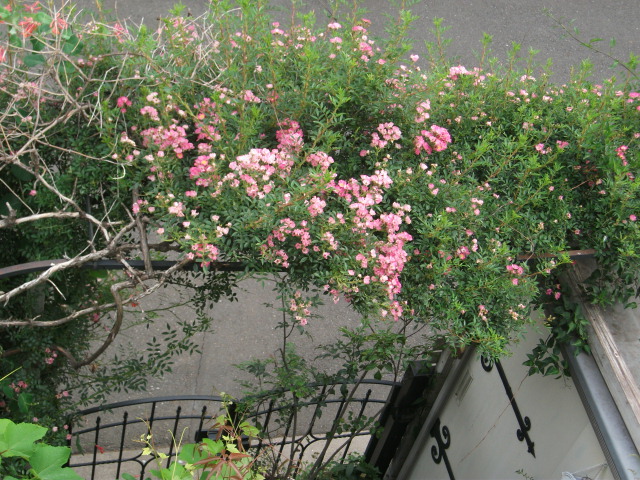 DSCF3184.jpg