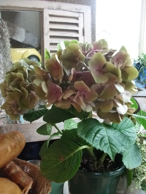 DSCF3277.jpg