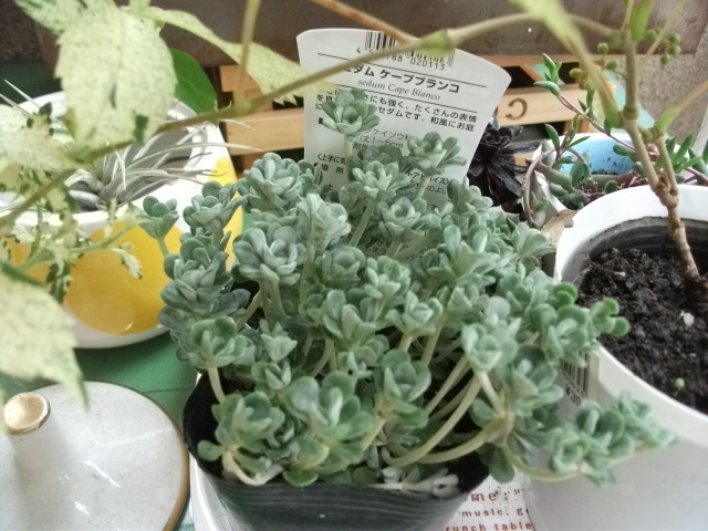 DSCF3278.jpg