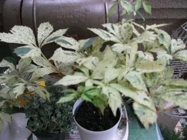 DSCF3279.jpg