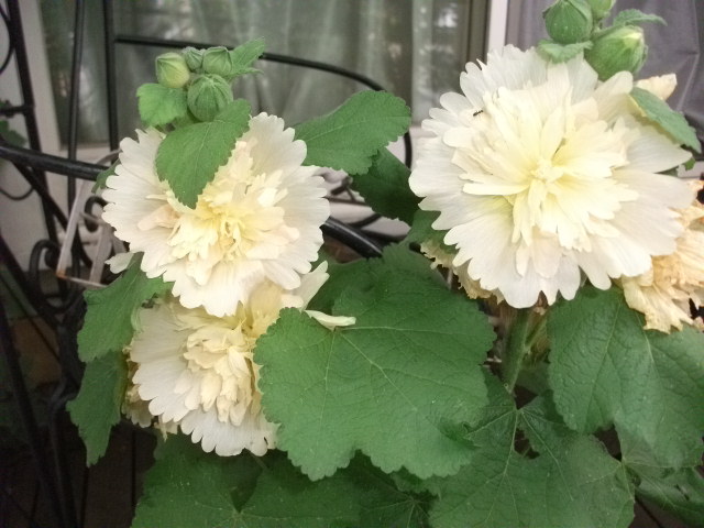 DSCF3351.jpg