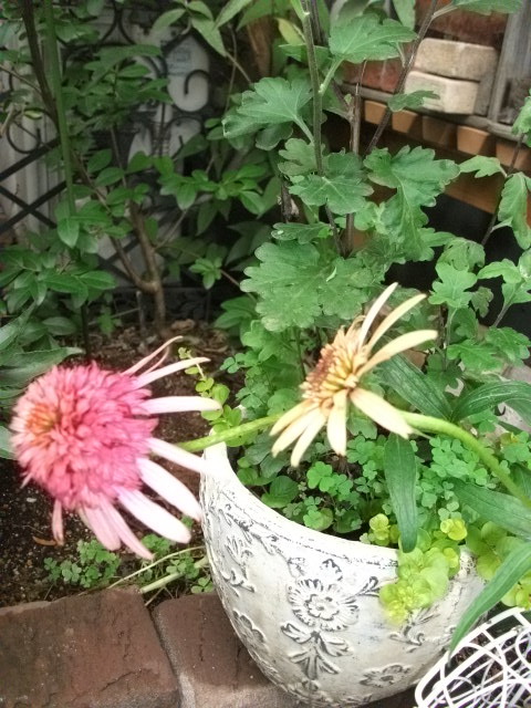 DSCF3353.jpg