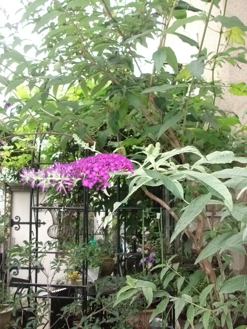 DSCF3354.jpg