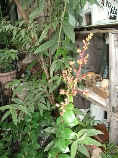 DSCF3364.jpg