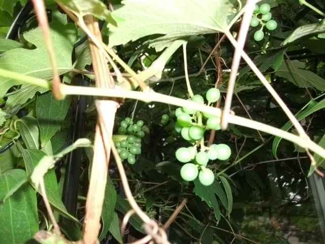 DSCF3367.jpg