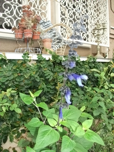 DSCF3370.jpg
