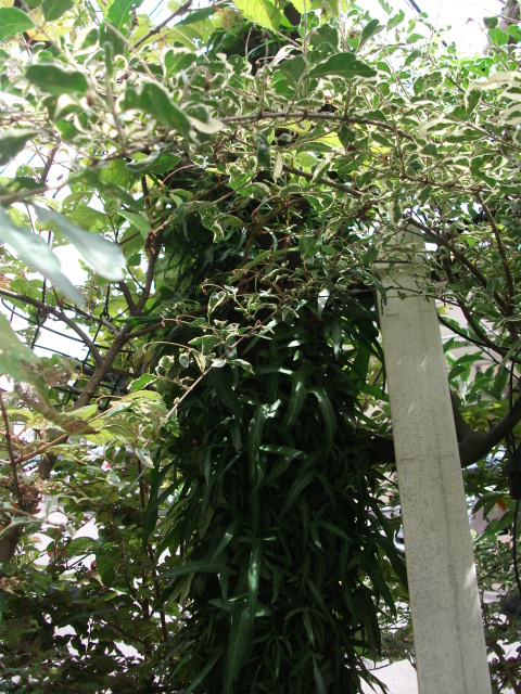DSCF3489.jpg