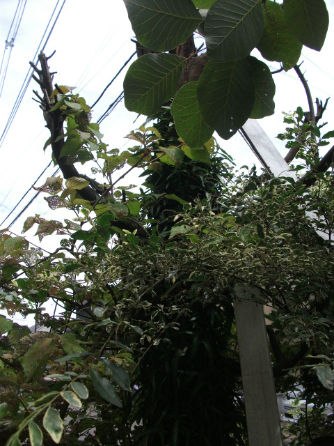 DSCF3490.jpg