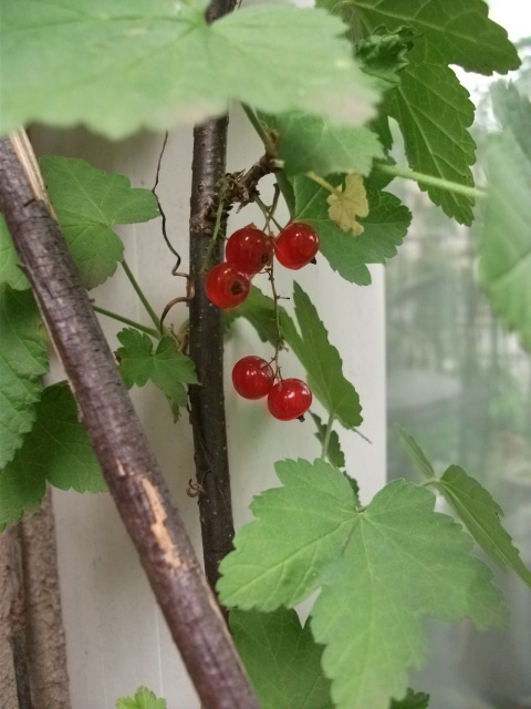 DSCF3493.jpg
