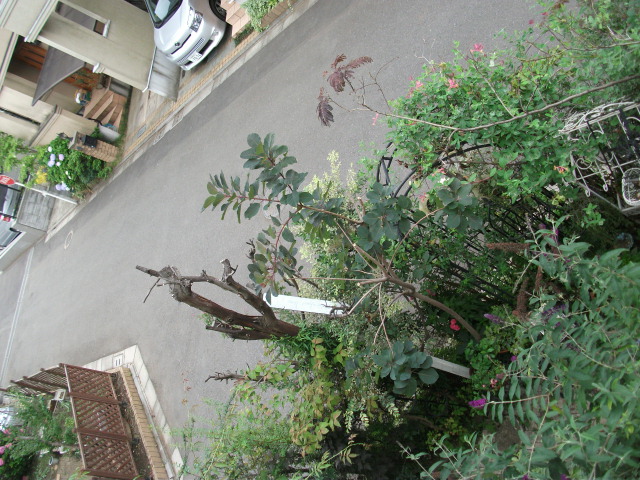 DSCF3500.jpg