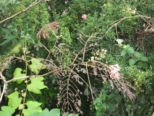 DSCF3502.jpg