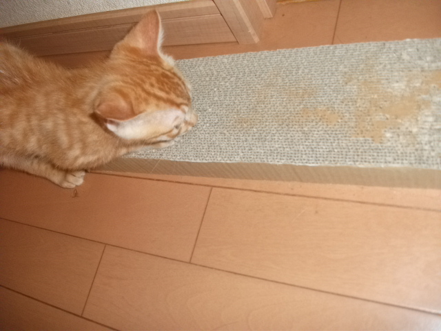 DSCF3596.jpg