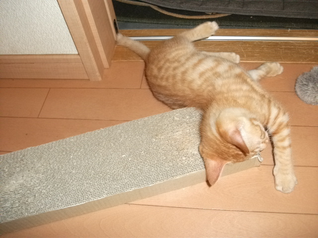 DSCF3617.jpg