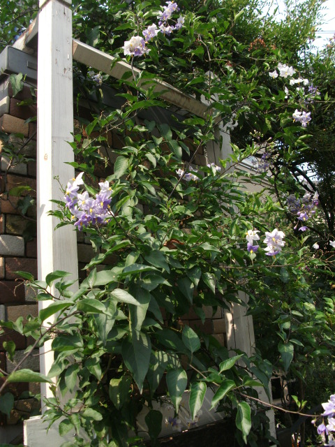 DSCF3785.jpg