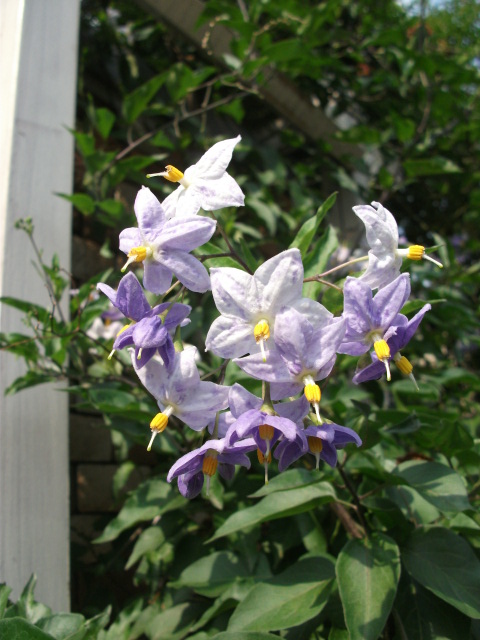 DSCF3786.jpg