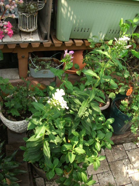 DSCF3791.jpg