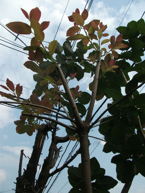 DSCF3793.jpg