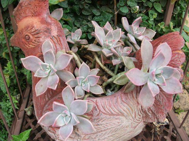 DSCF3803.jpg
