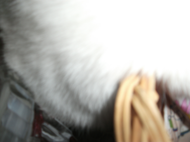 DSCF3889.jpg