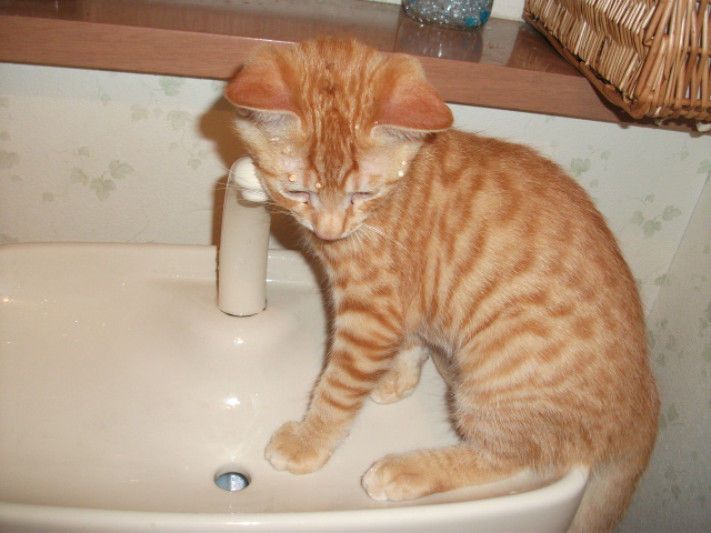 DSCF3917.jpg