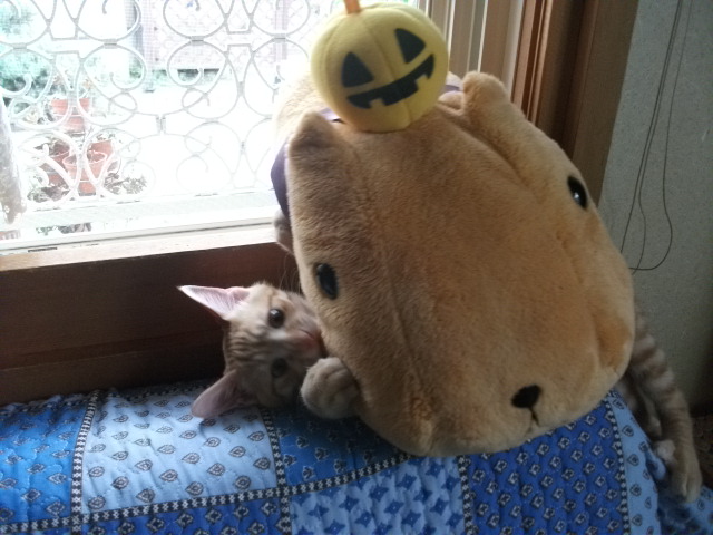 DSCF3960.jpg