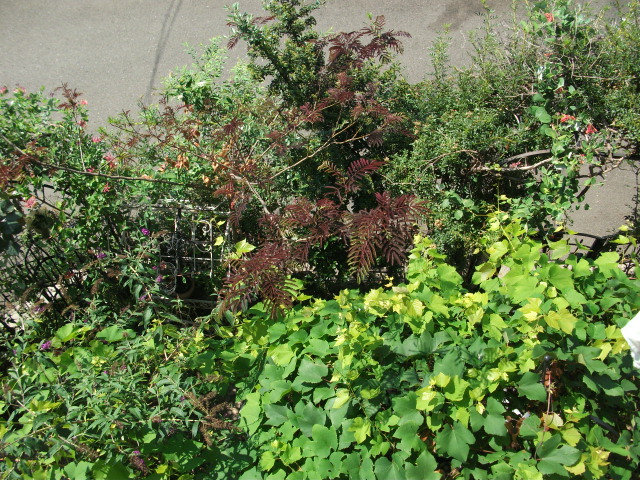 DSCF4080.jpg