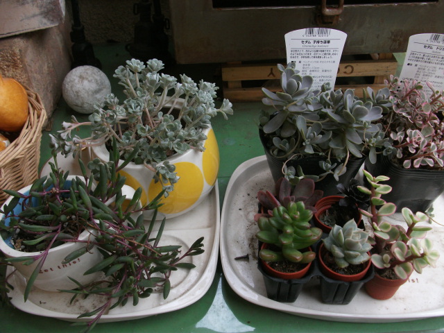 DSCF4090.jpg