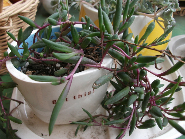 DSCF4091.jpg