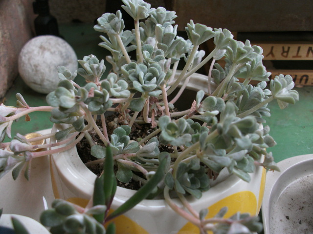 DSCF4092.jpg