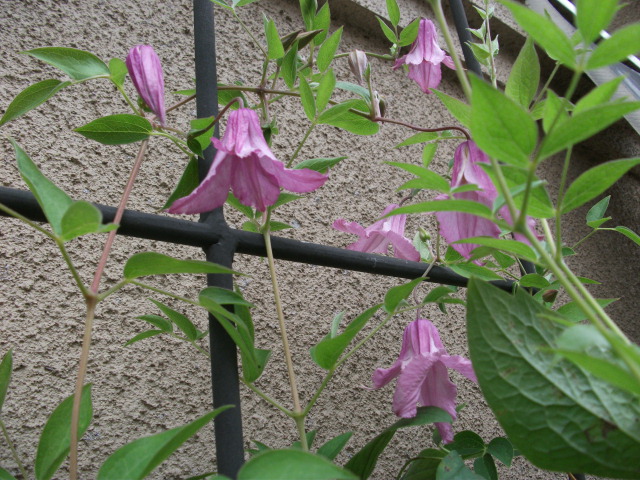 DSCF4094.jpg