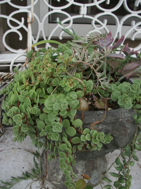 DSCF4096.jpg
