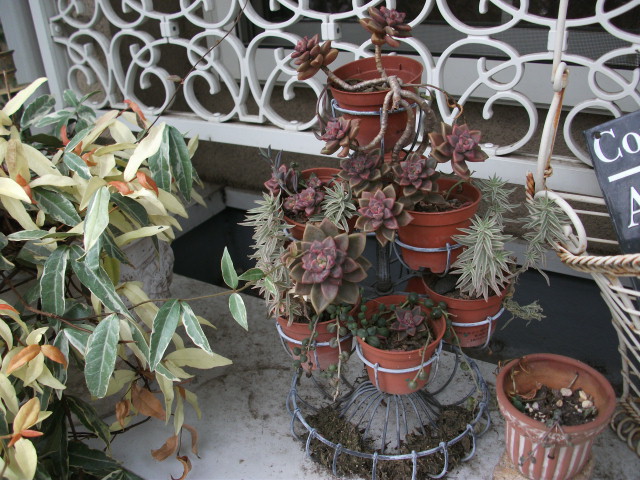 DSCF4097.jpg