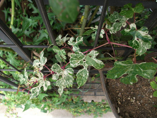 DSCF4099.jpg