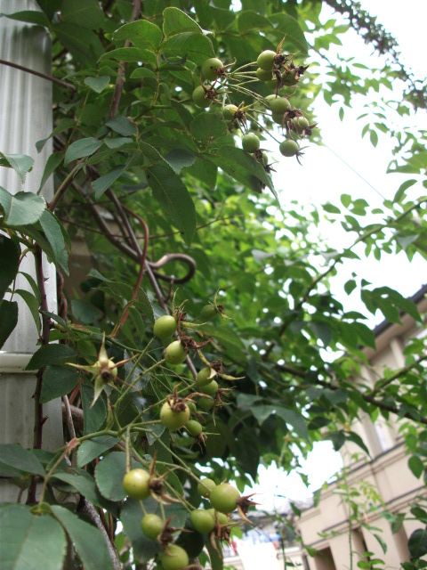 DSCF4100.jpg