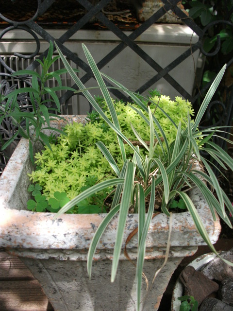 DSCF4102.jpg