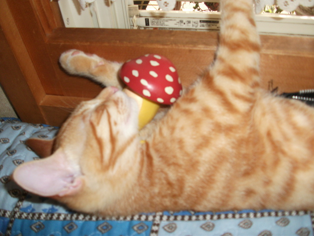 DSCF4147.jpg
