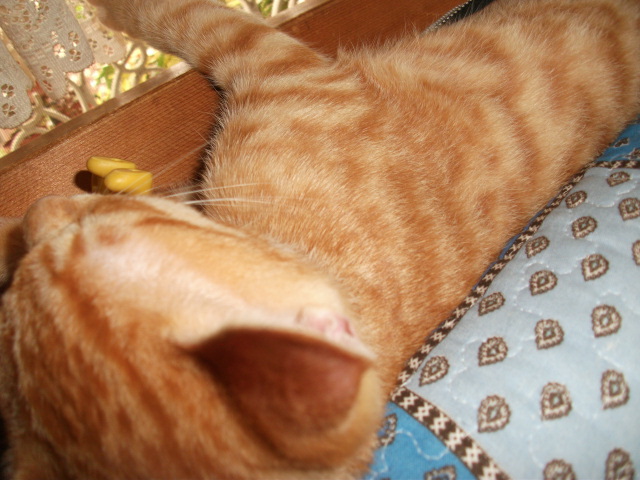 DSCF4149.jpg