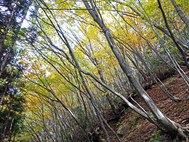 131120ashi04.jpg