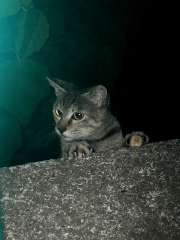 にゃんにゃん